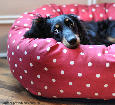 Dog Bed