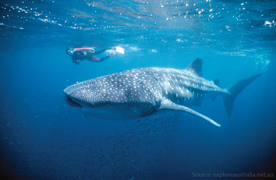 ningaloo-reef