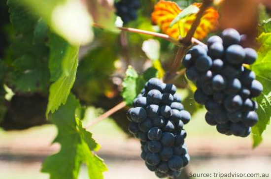 Vineyards Of Australia